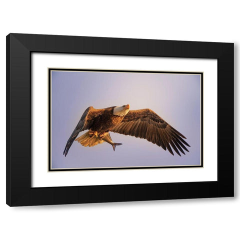 Eagle Black Modern Wood Framed Art Print with Double Matting by Huang, Tao
