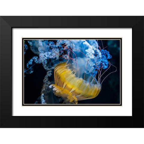Underwater Dancer Black Modern Wood Framed Art Print with Double Matting by Lacina, Renata