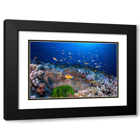 Anemon And Anthias Black Modern Wood Framed Art Print with Double Matting by Gabriel, Barathieu