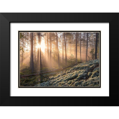 Fog In The Forest With White Moss In The Forground Black Modern Wood Framed Art Print with Double Matting by Lindsten, Christian