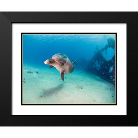 Dolphin Black Modern Wood Framed Art Print with Double Matting by Ben Tov, Ilan