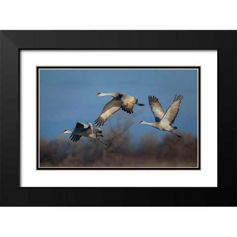 Spring Migration Black Modern Wood Framed Art Print with Double Matting by Feng, Young