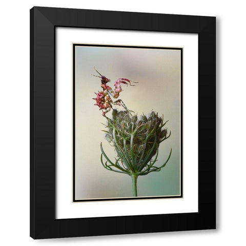 Flower Mantis Black Modern Wood Framed Art Print with Double Matting by Hoffman, Jimmy