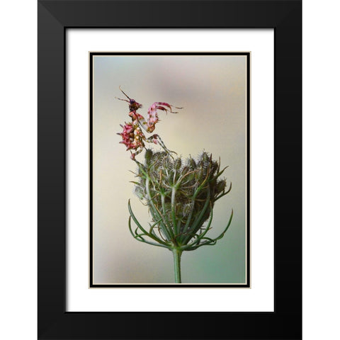 Flower Mantis Black Modern Wood Framed Art Print with Double Matting by Hoffman, Jimmy