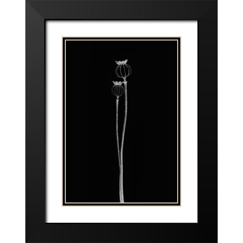 Poppy Pods Black Modern Wood Framed Art Print with Double Matting by Gronkjar, Lotte