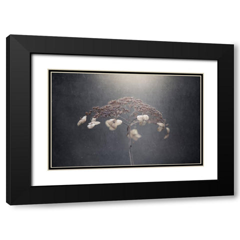 Withe Hydrangea Black Modern Wood Framed Art Print with Double Matting by Suzuki, Takashi