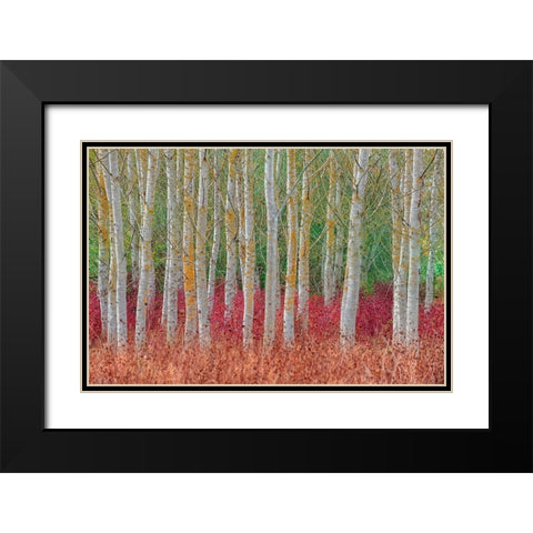 Birch Forest Black Modern Wood Framed Art Print with Double Matting by Kravanja, Jure