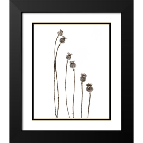 Last Years Flowering Poppies Black Modern Wood Framed Art Print with Double Matting by Gronkjar, Lotte