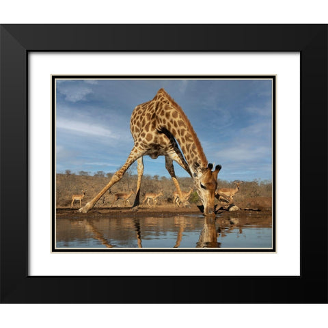Giraffe Having A Drink Black Modern Wood Framed Art Print with Double Matting by D Lester, Linda