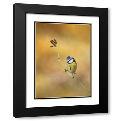 Blue Tit Winter Light Black Modern Wood Framed Art Print with Double Matting by O Mahony, Kieran