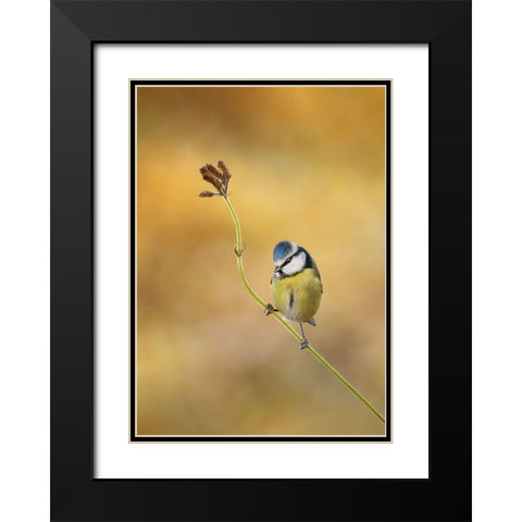 Blue Tit Winter Light Black Modern Wood Framed Art Print with Double Matting by O Mahony, Kieran