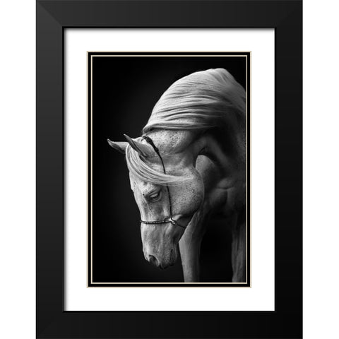 White Stallion Black Modern Wood Framed Art Print with Double Matting by Leinemann, Ulrike