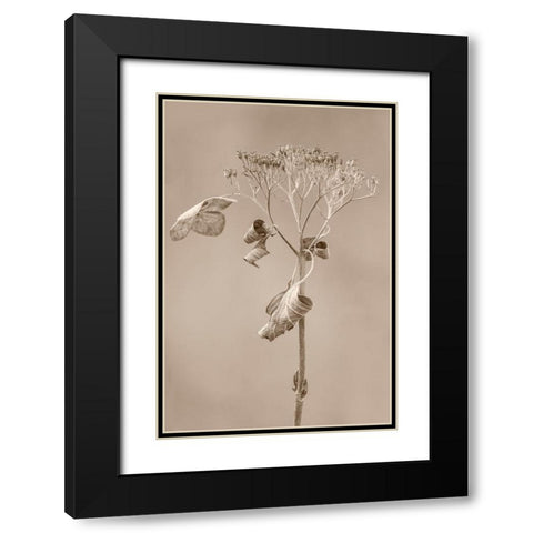Withered Hydrangea_002 Black Modern Wood Framed Art Print with Double Matting by Suzuki, Takashi
