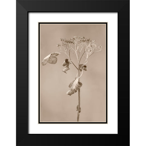 Withered Hydrangea_002 Black Modern Wood Framed Art Print with Double Matting by Suzuki, Takashi