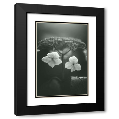 Withered Hydrangea_006 Black Modern Wood Framed Art Print with Double Matting by Suzuki, Takashi
