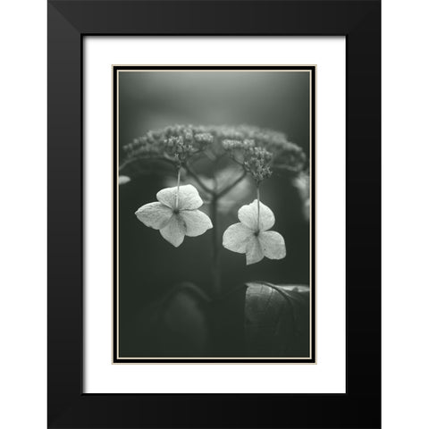 Withered Hydrangea_006 Black Modern Wood Framed Art Print with Double Matting by Suzuki, Takashi