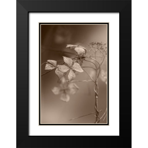 Withered Hydrangea_007 Black Modern Wood Framed Art Print with Double Matting by Suzuki, Takashi