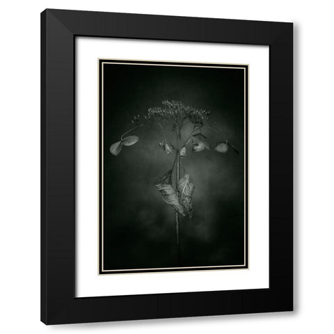 Withered Hydrangea_009 Black Modern Wood Framed Art Print with Double Matting by Suzuki, Takashi
