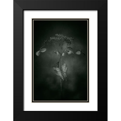 Withered Hydrangea_009 Black Modern Wood Framed Art Print with Double Matting by Suzuki, Takashi