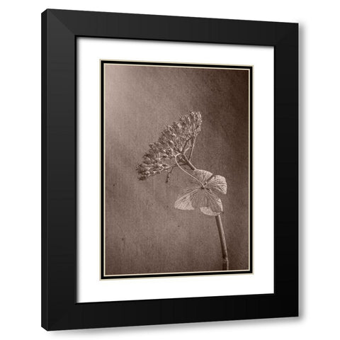 Withered Hydrangea_010 Black Modern Wood Framed Art Print with Double Matting by Suzuki, Takashi