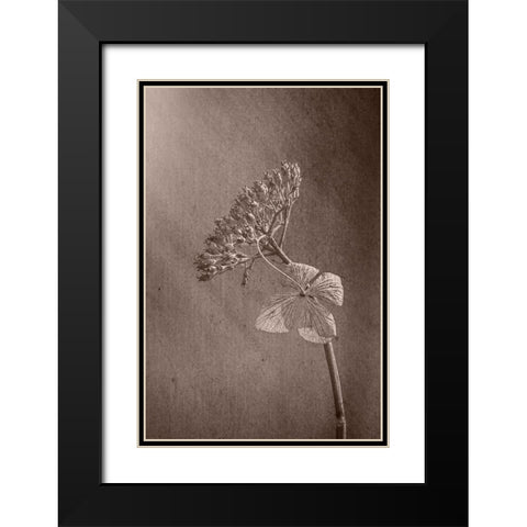 Withered Hydrangea_010 Black Modern Wood Framed Art Print with Double Matting by Suzuki, Takashi