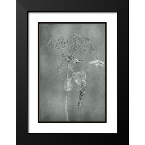 Withered Hydrangea_012 Black Modern Wood Framed Art Print with Double Matting by Suzuki, Takashi