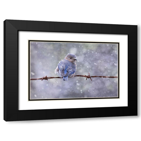 Eastern Bluebird Black Modern Wood Framed Art Print with Double Matting by D Lester, Linda