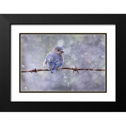 Eastern Bluebird Black Modern Wood Framed Art Print with Double Matting by D Lester, Linda