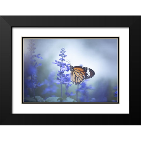 Butterfly Black Modern Wood Framed Art Print with Double Matting by Li, Wang