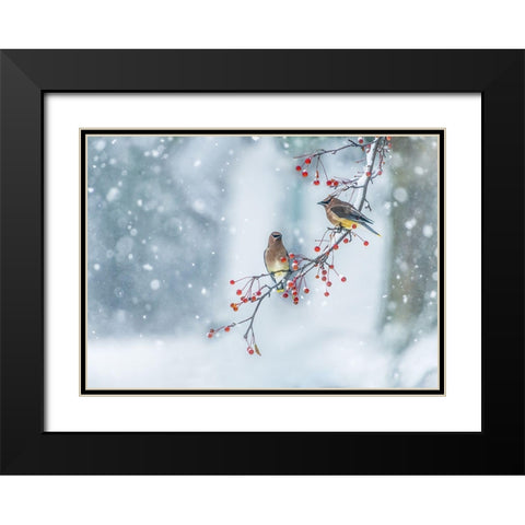 Colors Of Winter Black Modern Wood Framed Art Print with Double Matting by Chen, Hong