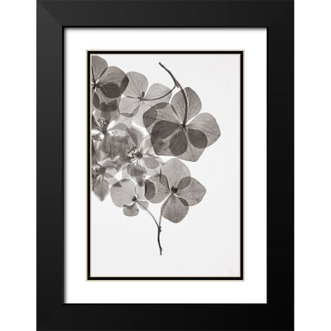 Botanical 24 Black Modern Wood Framed Art Print with Double Matting by Lenka