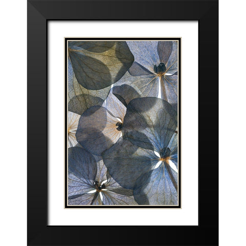Botanical #26 Black Modern Wood Framed Art Print with Double Matting by Lenka