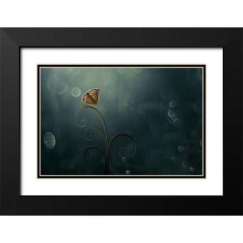 Butterfly In The Morning With Bokeh Black Modern Wood Framed Art Print with Double Matting by Pamungkas, Edy