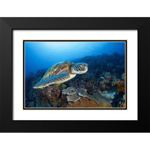 Green Sea Turtle From Raja Ampat Black Modern Wood Framed Art Print with Double Matting by Gabriel, Barathieu