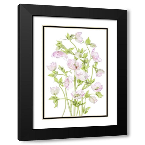 Hellebore Black Modern Wood Framed Art Print with Double Matting by Disher, Mandy