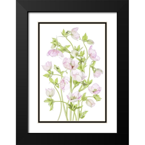 Hellebore Black Modern Wood Framed Art Print with Double Matting by Disher, Mandy