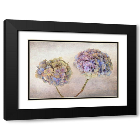 Hydrangea Black Modern Wood Framed Art Print with Double Matting by Veenstra, Ytje