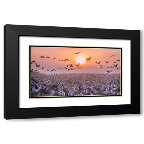 Cranes At Sunrise Black Modern Wood Framed Art Print with Double Matting by Or, Keren