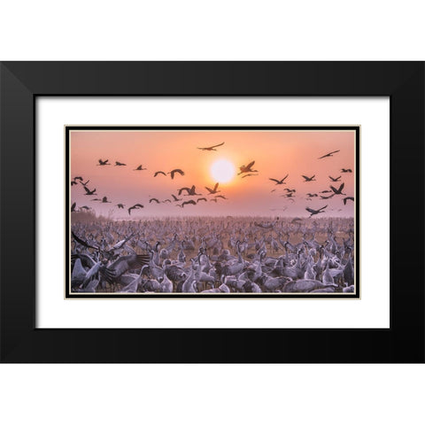 Cranes At Sunrise Black Modern Wood Framed Art Print with Double Matting by Or, Keren