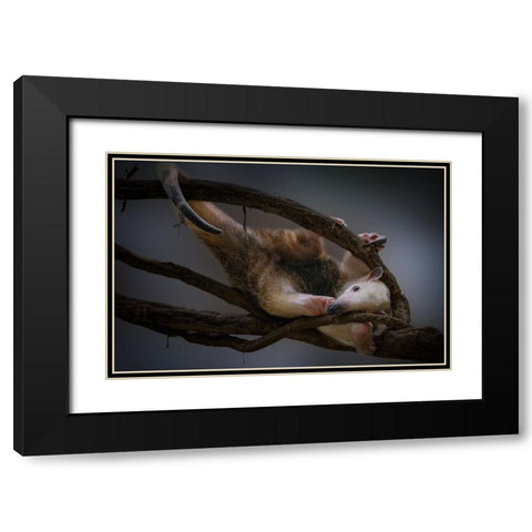 Tamandua Black Modern Wood Framed Art Print with Double Matting by Jealousy