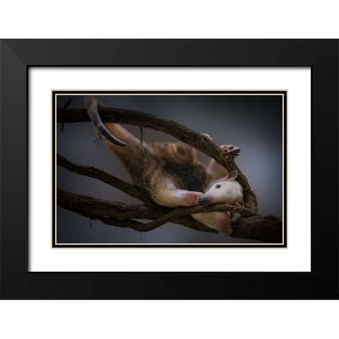 Tamandua Black Modern Wood Framed Art Print with Double Matting by Jealousy