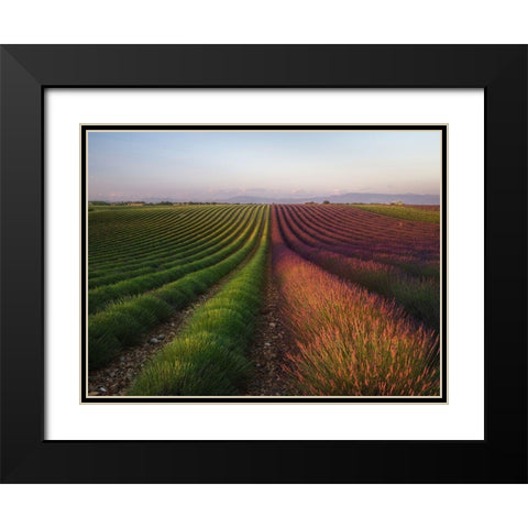 Field Of Lavender Black Modern Wood Framed Art Print with Double Matting by Anton, Rostovskiy