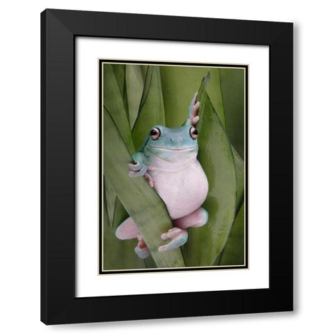 A Whites Tree Frogs Pose Black Modern Wood Framed Art Print with Double Matting by D Lester, Linda