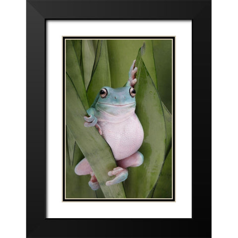 A Whites Tree Frogs Pose Black Modern Wood Framed Art Print with Double Matting by D Lester, Linda