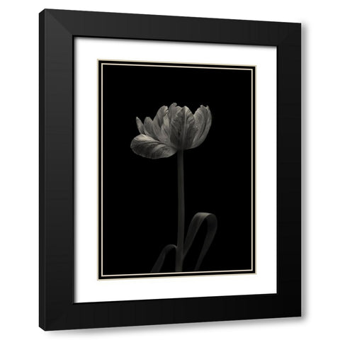 Tulip Mania Black Modern Wood Framed Art Print with Double Matting by Gronkjar, Lotte