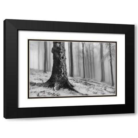 Forest Black Modern Wood Framed Art Print with Double Matting by Pavlasek, Tom