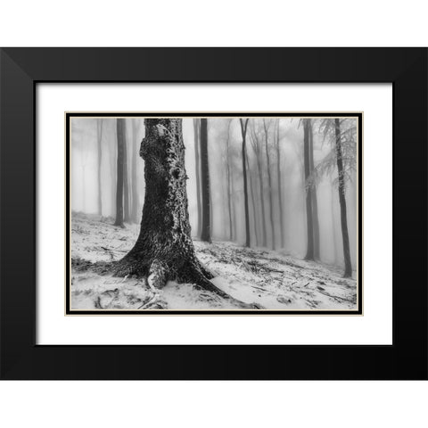 Forest Black Modern Wood Framed Art Print with Double Matting by Pavlasek, Tom