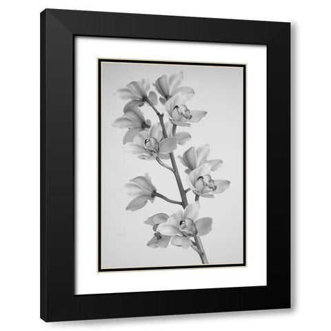 Wild Orchid Black Modern Wood Framed Art Print with Double Matting by Mandich, Igor