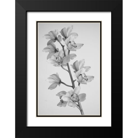 Wild Orchid Black Modern Wood Framed Art Print with Double Matting by Mandich, Igor