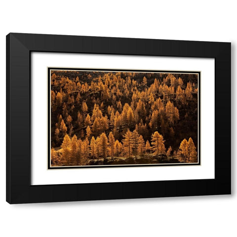 Larches In Autumn Black Modern Wood Framed Art Print with Double Matting by Manzoni, Michel